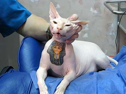 Sphinx cat with a tattoo of an Egyptian god tattooed on its chest ...